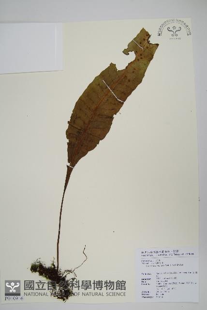 斷線蕨藏品圖，第1張