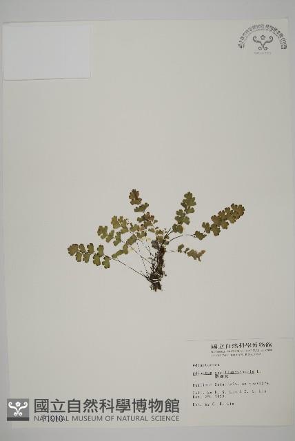 鐵線蕨藏品圖，第1張