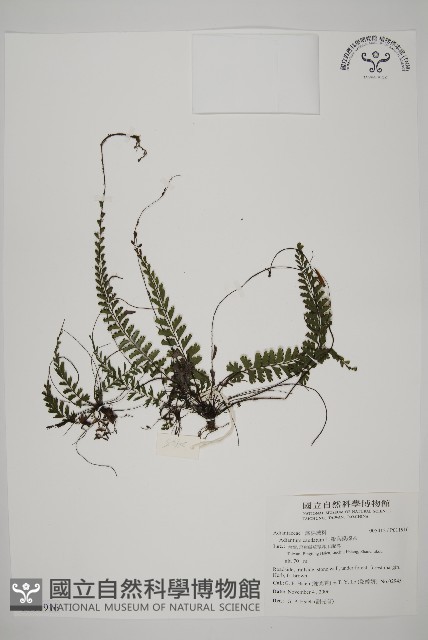 鞭葉鐵線蕨藏品圖，第1張