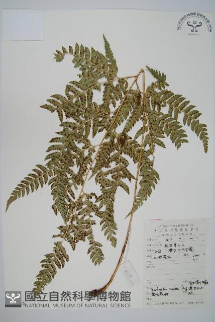 尾形複葉耳蕨藏品圖，第1張