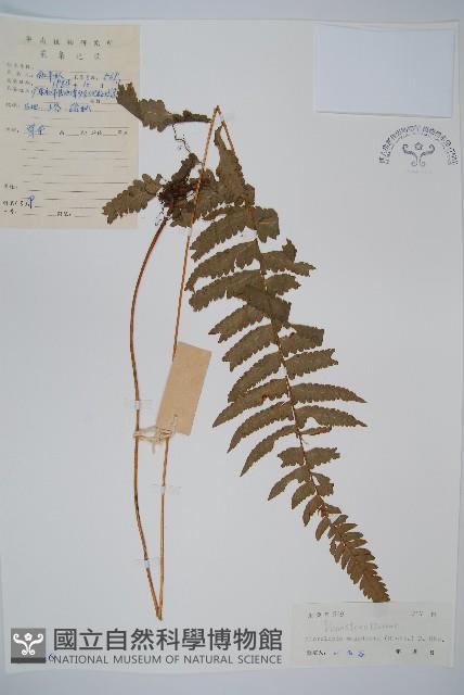 邊緣鱗蓋蕨藏品圖，第1張