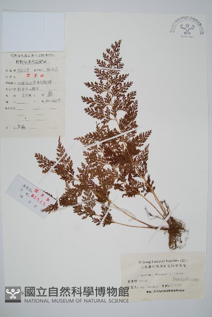 烏蕨藏品圖，第1張