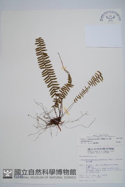 岩穴蕨藏品圖，第1張