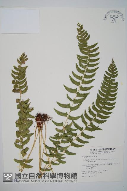 臺灣耳蕨藏品圖，第1張