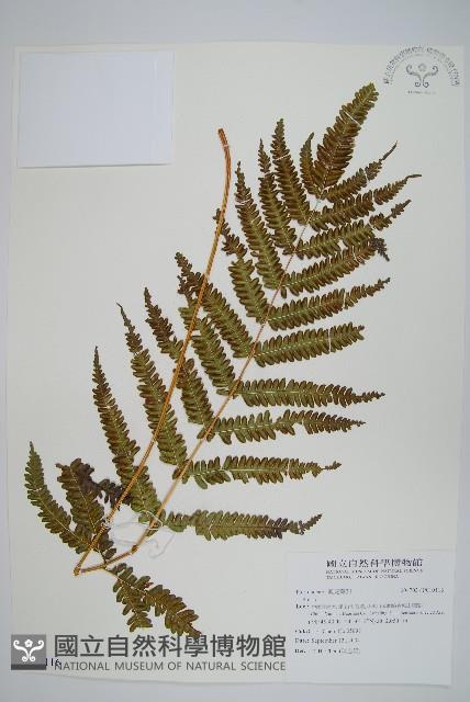 登錄號:P010116藏品圖，第1張