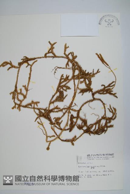 石松藏品圖，第1張