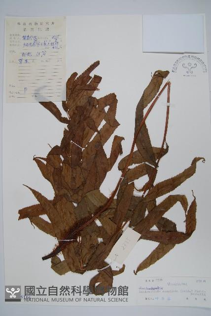 登錄號:P005116藏品圖，第1張