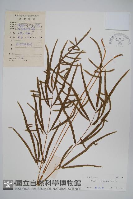 箭葉鳳尾蕨藏品圖，第1張