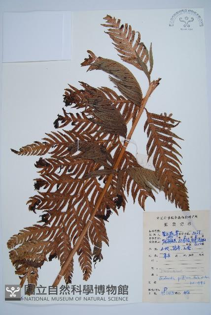 東方狗脊蕨藏品圖，第1張