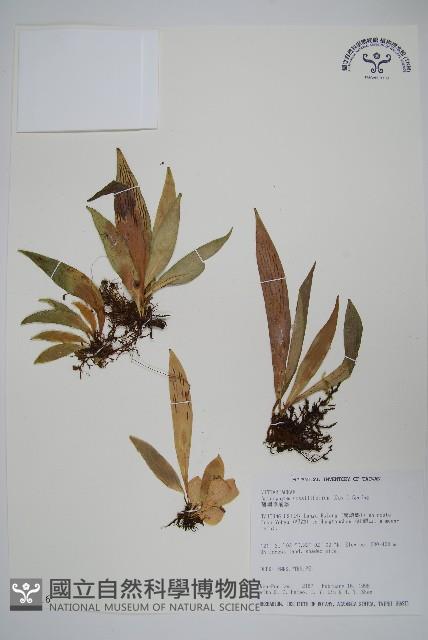 蘭嶼車前蕨藏品圖，第1張