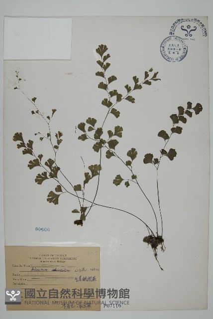 鐵線蕨藏品圖，第1張