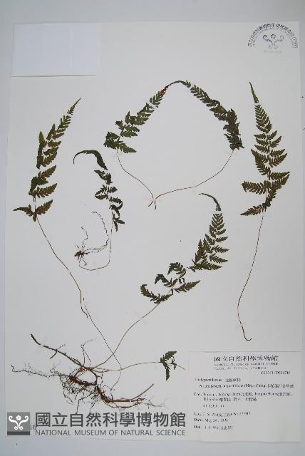 小梯葉副金星蕨藏品圖，第1張