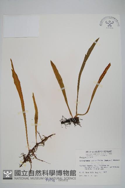 柳葉劍蕨藏品圖，第1張