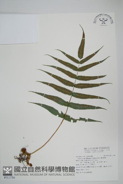 肢節蕨藏品圖，第1張