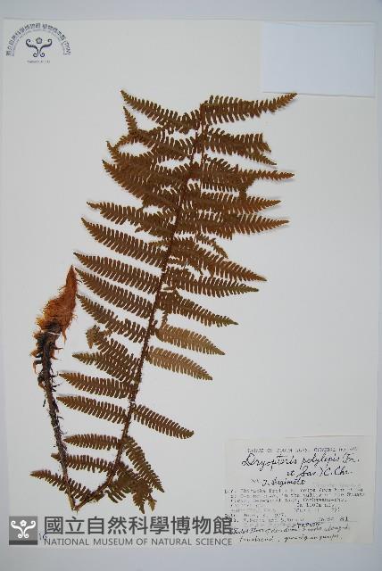 登錄號:P005716藏品圖，第1張