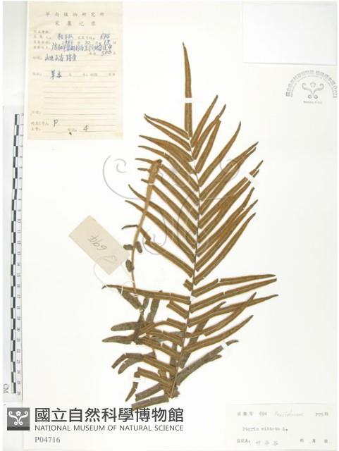 鱗蓋鳳尾蕨藏品圖，第1張