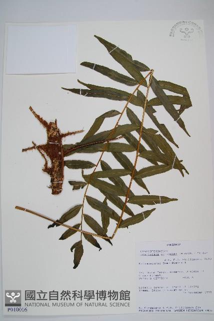 登錄號:P010016藏品圖，第1張