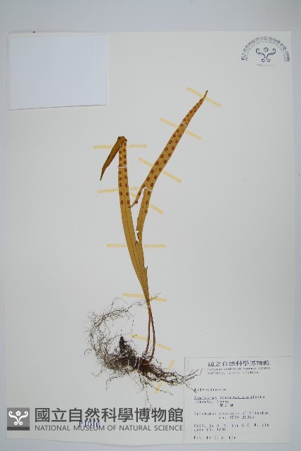 麟瓦葦、川上氏瓦葦藏品圖，第1張