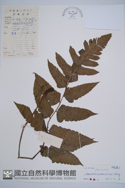 闊葉短腸蕨藏品圖，第1張