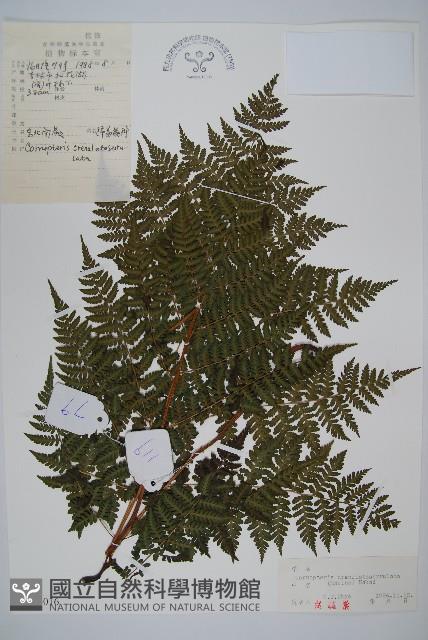 東北角蕨藏品圖，第1張