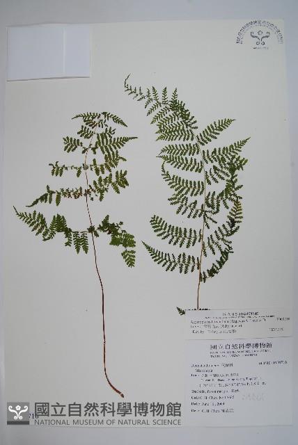 台灣亮毛蕨藏品圖，第2張