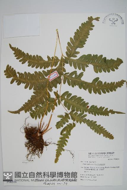 弧脈鳳尾蕨藏品圖，第1張