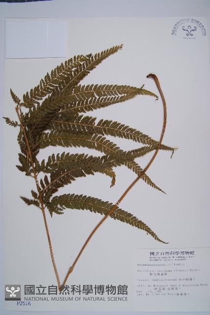 粗毛鱗蓋蕨藏品圖，第1張