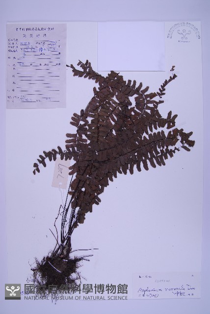 生芽鐵角蕨藏品圖，第1張