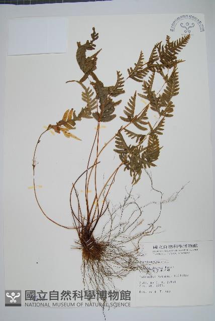 天草鳳尾蕨藏品圖，第1張