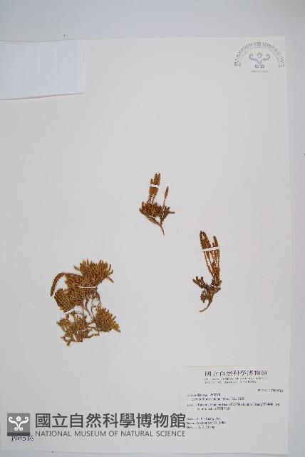 玉山石松藏品圖，第1張