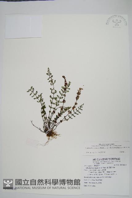 細葉碎米蕨藏品圖，第1張