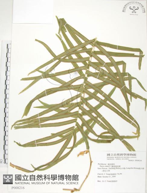 鱗蓋鳳尾蕨藏品圖，第1張