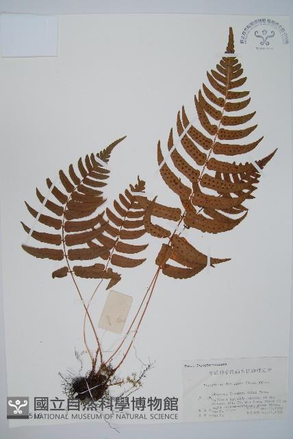 迷人鱗毛蕨、異蓋鱗毛蕨藏品圖，第1張