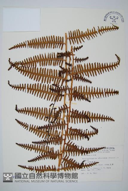 中華裡白藏品圖，第1張