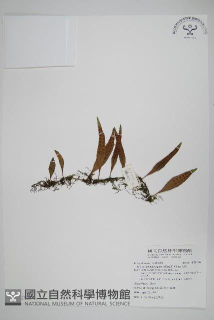 瓦葦藏品圖，第1張