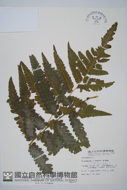 毛柄短腸蕨藏品圖，第1張