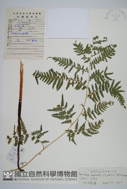 蕨藏品圖，第1張