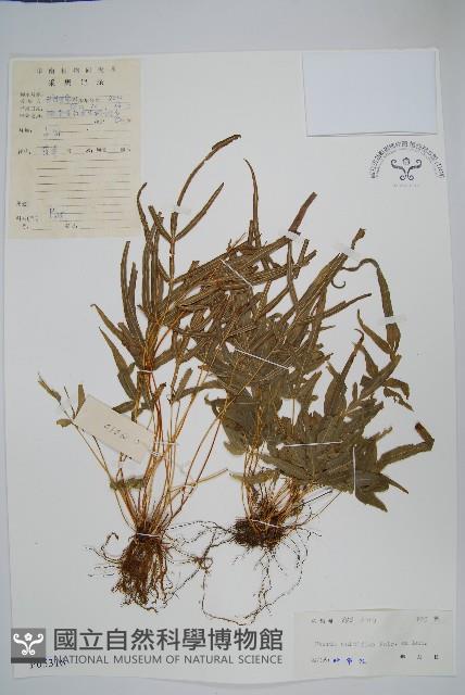 鳳尾蕨藏品圖，第1張