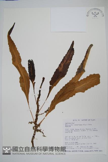 波氏星蕨藏品圖，第1張