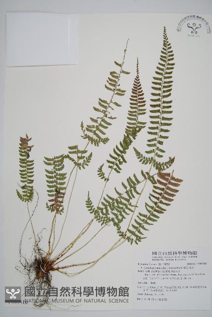 韓氏耳蕨藏品圖，第1張