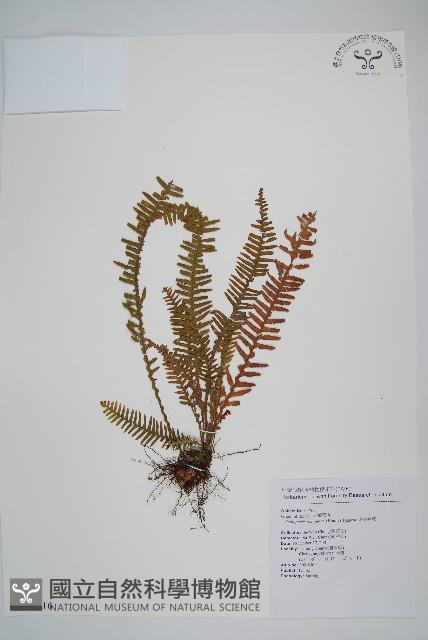 密毛蒿蕨藏品圖，第1張