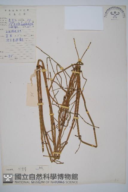 芼管草藏品圖，第1張