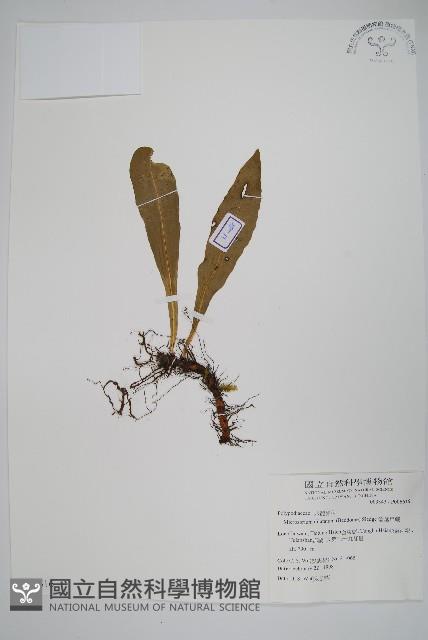 箭葉星蕨藏品圖，第1張