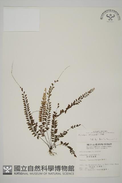 愛氏鐵線蕨藏品圖，第1張