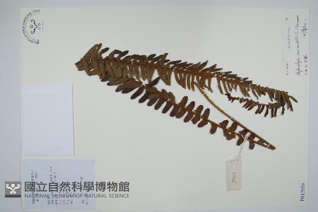 腎蕨藏品圖，第1張