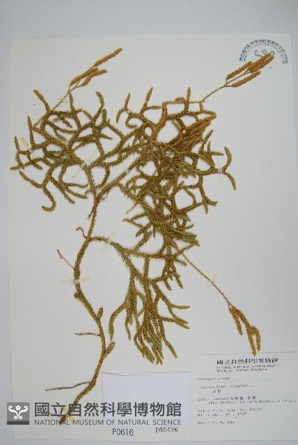 石松藏品圖，第1張