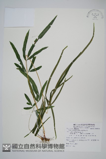 箭葉鳳尾蕨藏品圖，第1張