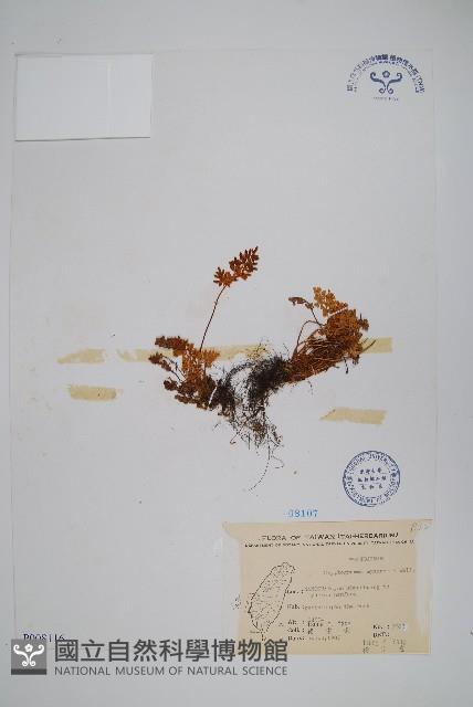 登錄號:P008116藏品圖，第1張