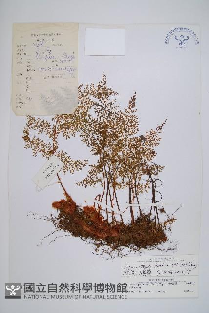 宿枝小膜蓋蕨藏品圖，第1張