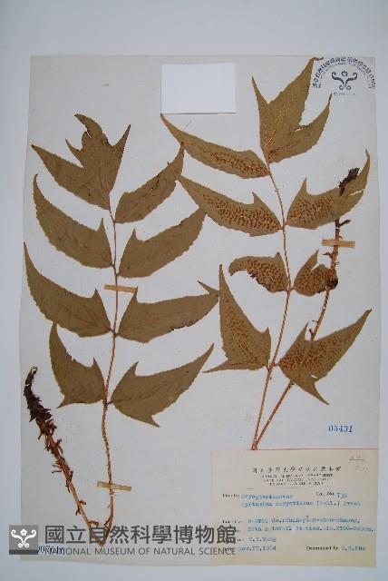 細齒貫眾蕨藏品圖，第1張